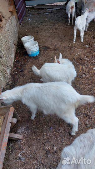 Зааненские козы дойные и козлята