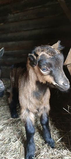 Продается коза с козленком