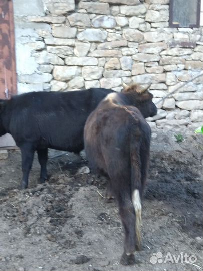 Бычки и быки