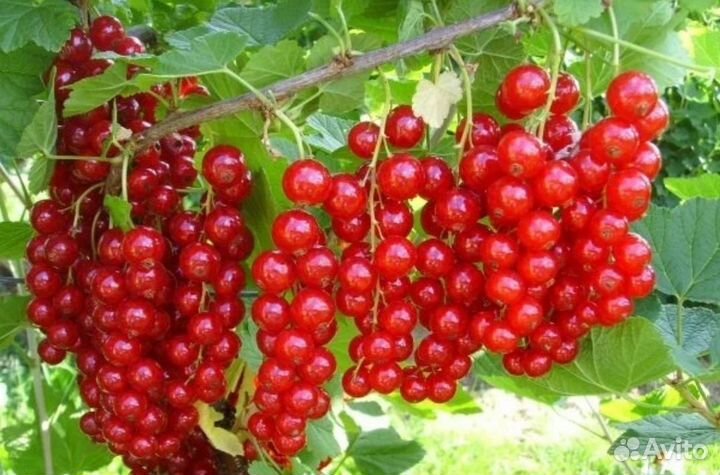 Смородина Багира/Натали