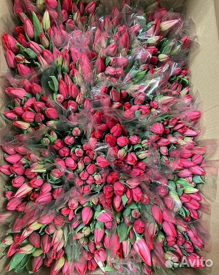 Тюльпаны к 8 марта опт и розница