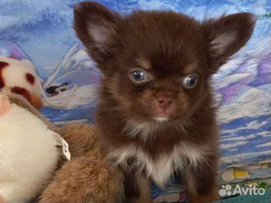 Щенок чихуахуа