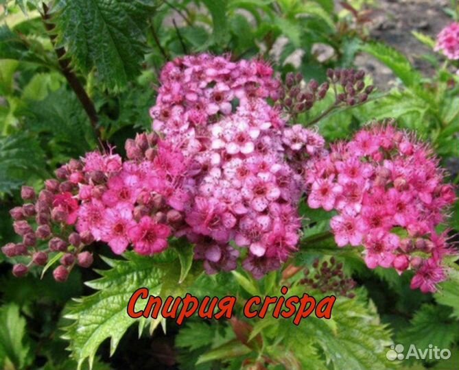 Садовые саженцы