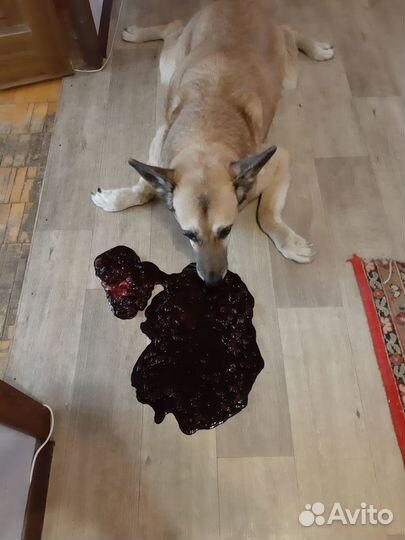 Усыпление домашних животных. Кремация