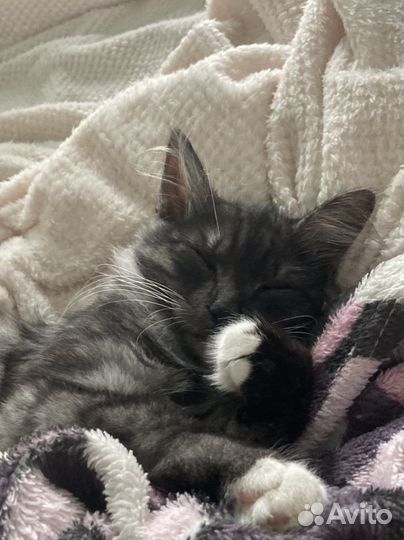 Отдаю кота