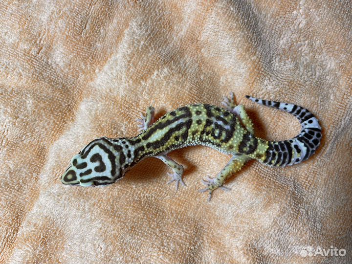 Эублефар гекон