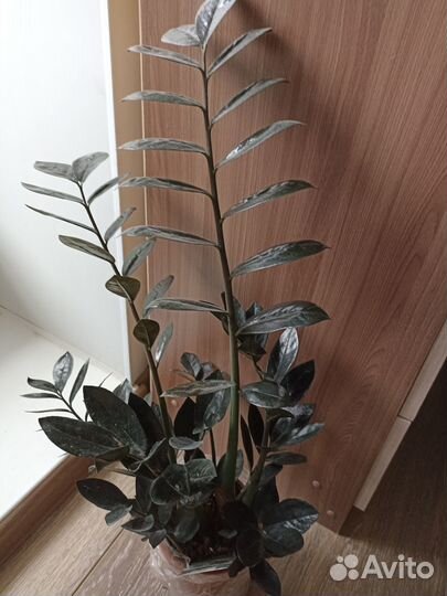 Замиокулькас черный равен