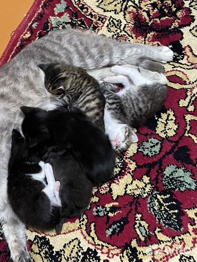 Котята в добрые руки
