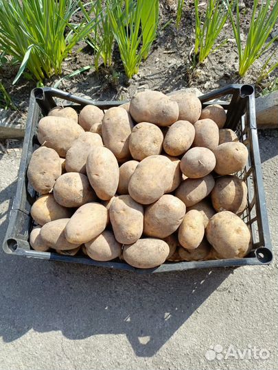 Картошка продажа