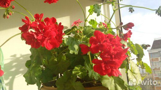 Плющелистная пеларгония