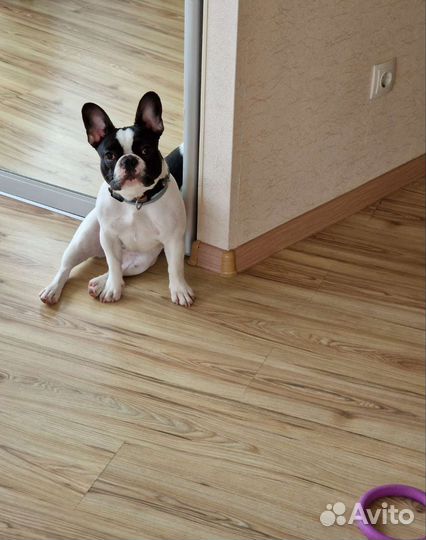 Передержка для собак