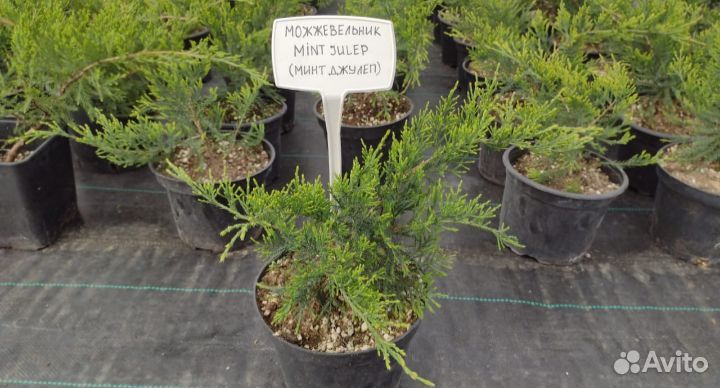 Можжевельник Минт джулеп