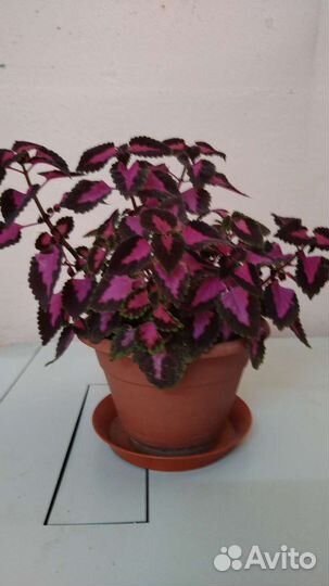 Колеус Блюме