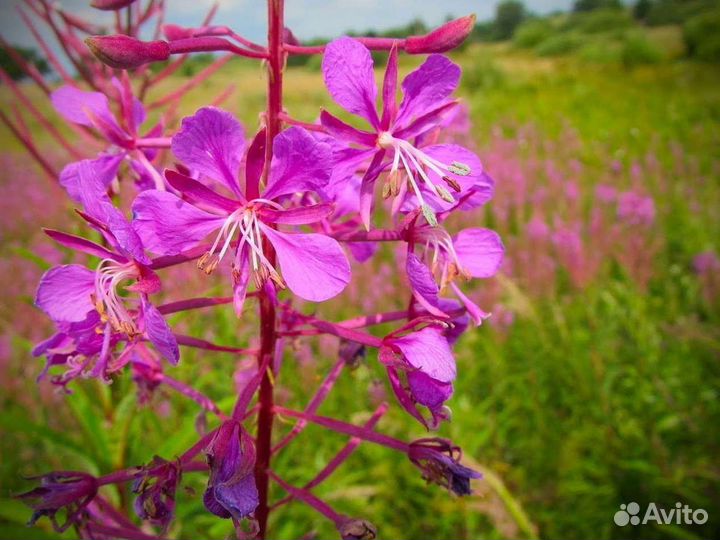 Иван-чай 1 кг кипрей отзывы, насыщенный