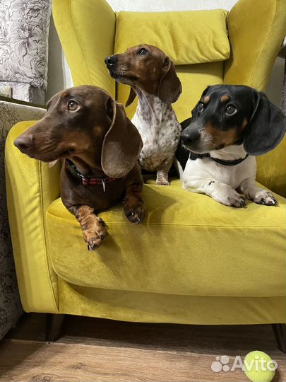 Собаки для кастингов, съемок