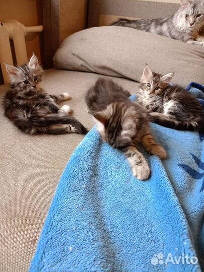 Продажа котят