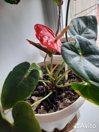 Антуриум мужское счастье крупный цветок