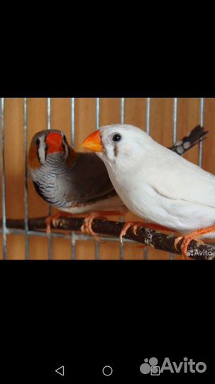 Амадины птенцы