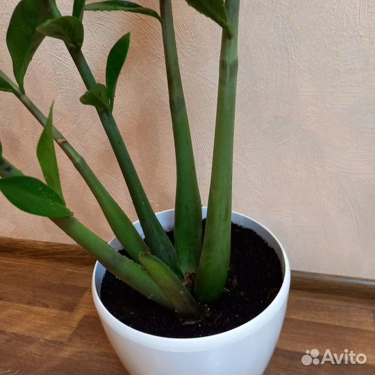 Замиокулькас