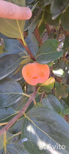 Саженцы хурмы 