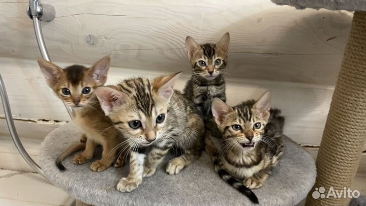 Бенгальские котята