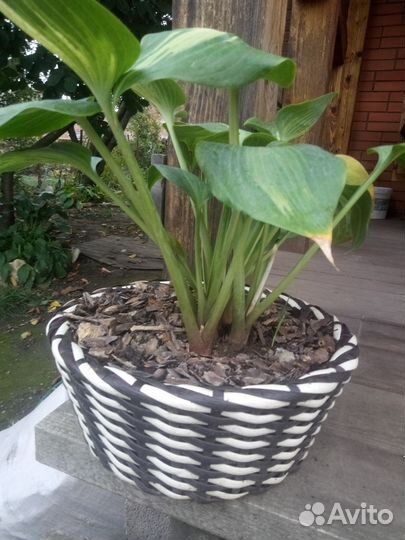 Кашпо из ротанга