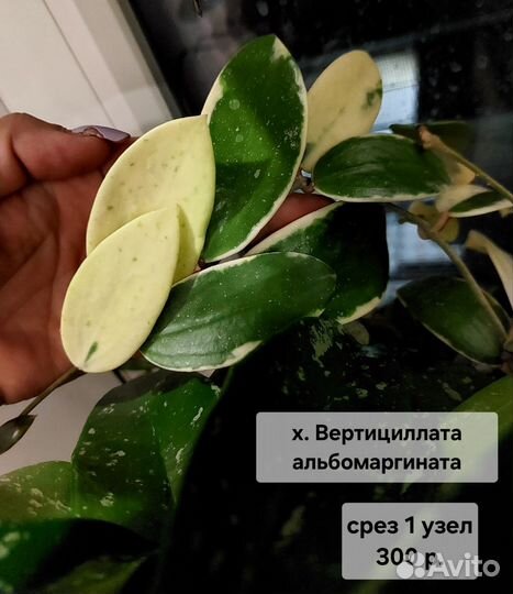 Хойя срезом (1 часть)