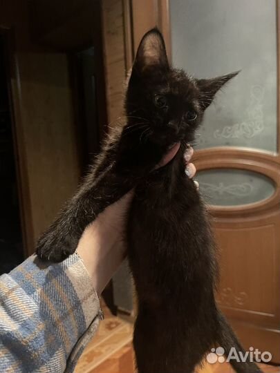 Котята помесь британец-сфинкс браш