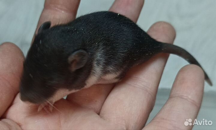 Крыски малыши. Хаски, сиамские, агути, чёрные