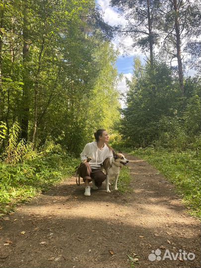 Няня для собаки,выгул и передержка собак