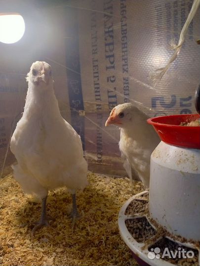 Подрощенные курочки и петушки