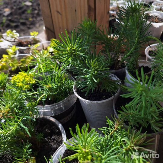 Молочай кипарисовый