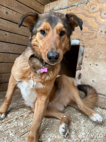 Собаке очень нужно в семью