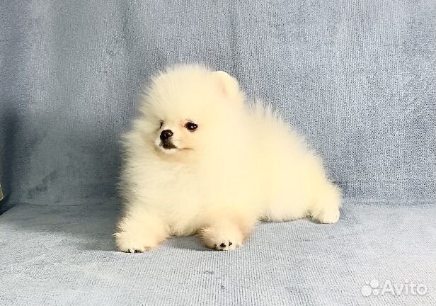 Мальчик шпиц мишка