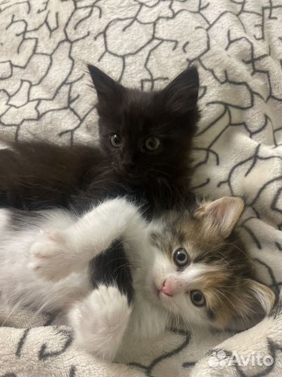 Кошечки в добрые руки