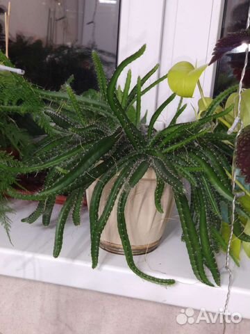 Питахайя драконий фрукт