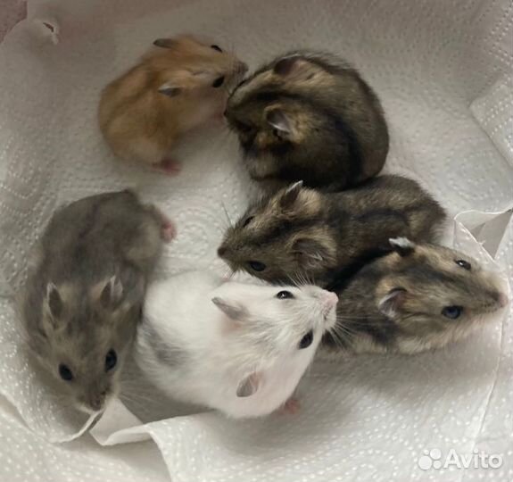 Джунгарские И сирийские хомячки