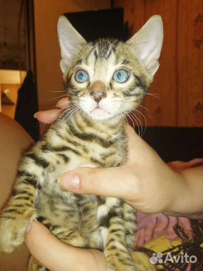 Бенгальские котята