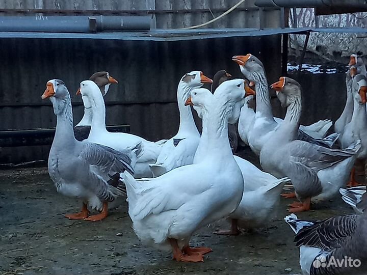 Холмогорские гуси