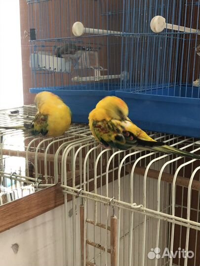 Певчий попугай