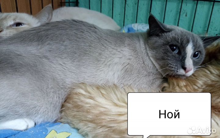 Коты в дар
