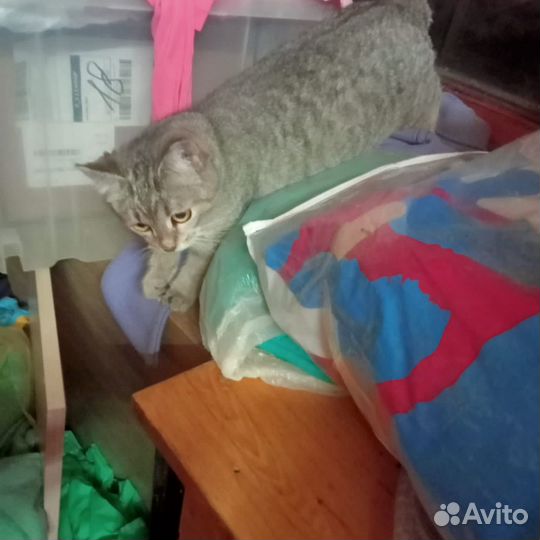 Котенок серый девочка 4,5 мес - бесплатно