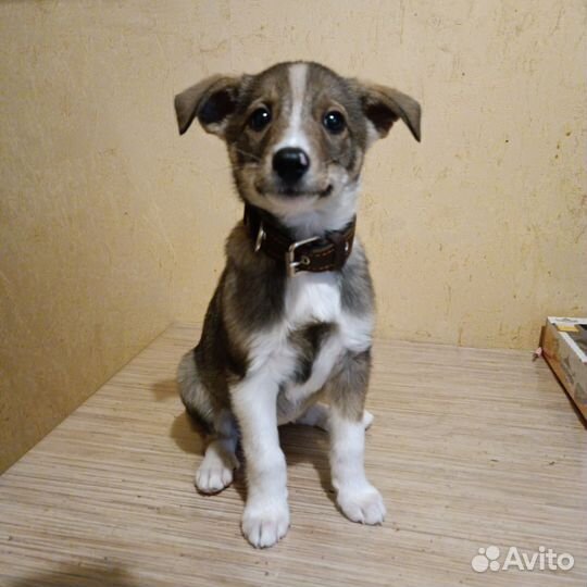 Щенок в добрые руки бесплатно