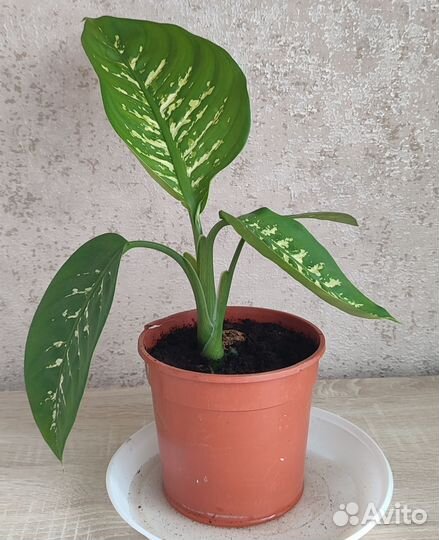 Диффенбахия