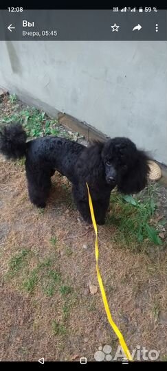 Стрижка собак и кошек