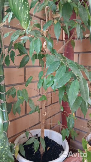 Фикус Бенджамина большой
