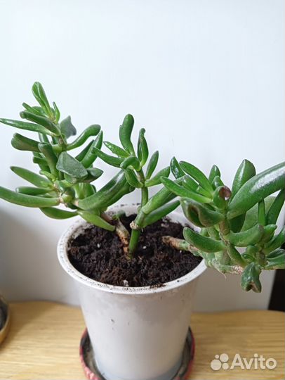 Крассула хоббит