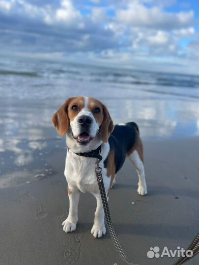 Вязка кобель бигль