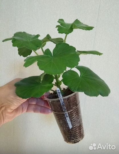 Пеларгония ив Майя Плисецкая