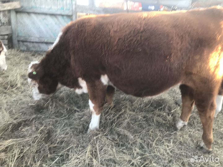 Продаются бычки и телки